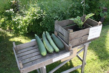 Resize_of_stalletje_met_courgettes_
